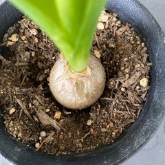 オーニソガラムコーダツム　子持ち蘭　観葉植物の画像