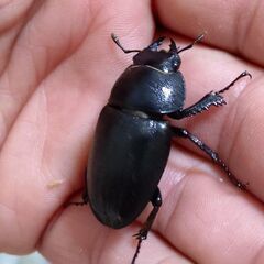【爆産セット 国産最大ノコギリ】アマミノコギリクワガタ ♂♀♀トリオ販売② 2025の画像