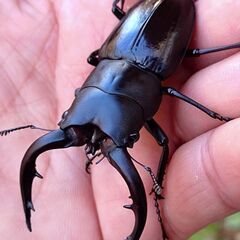 【爆産セット 国産最大ノコギリ】アマミノコギリクワガタ ♂♀♀トリオ販売② 2025の画像