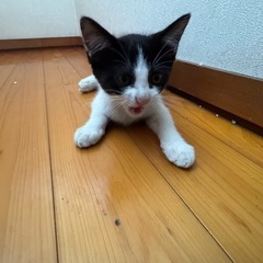 人懐っこい甘えん坊な白黒柄の子猫