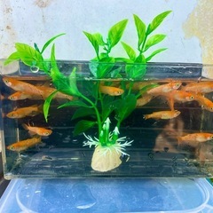 紅華キッシングワイドフィン 有精卵30個 メダカ めだかの画像