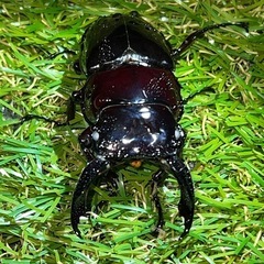 赤レギウス成虫ペアの画像