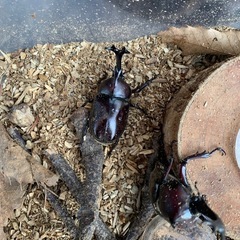 カブトムシペア　自然採取
