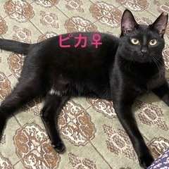 ピカちゃん♀1歳♥︎ツンデレ