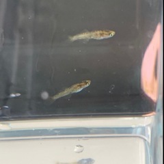 金閣メダカ稚魚(グレード極上)1匹の画像