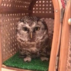 藤キャリーペットキャリーフクロウ 小鳥 (yokamonchi) 賀茂の
