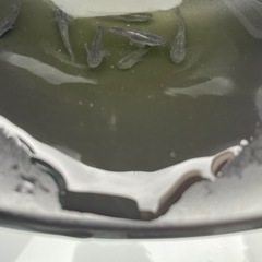 魔王メダカの画像
