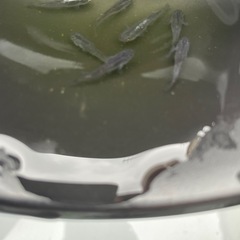 魔王メダカの画像