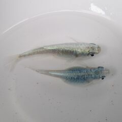 決まりました。メダカ「ドラゴンブルー 」幼魚10匹の画像