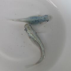 決まりました。メダカ「ドラゴンブルー 」幼魚10匹の画像