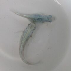 決まりました。メダカ「ドラゴンブルー 」幼魚10匹の画像