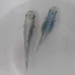 決まりました。メダカ「ドラゴンブルー 」幼魚10匹の画像