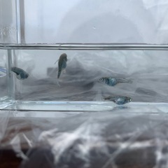 ゴジラメダカ2ペア種親(グレード極上)の画像