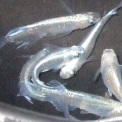 メダカ「プラチナ星河ヒレ長」幼魚10匹の画像