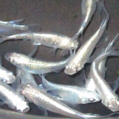 メダカ「プラチナ星河ヒレ長」幼魚10匹の画像