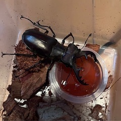 県内採取　ミヤマクワガタの画像