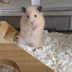 ハムスター-お決まりの画像
