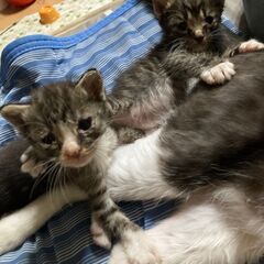 キジトラきょうだい（オス＆メス）