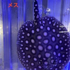 ダイヤモンドポルカHB 自家繁殖の画像