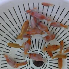 【金魚】らんちゅう３０匹＋αおまけ🌻の画像