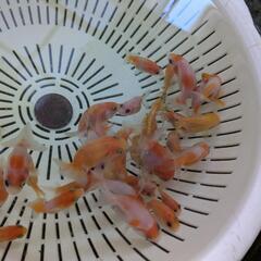 【金魚】らんちゅう３０匹＋αおまけ🌻の画像