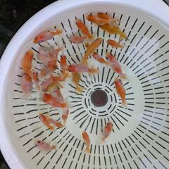 【金魚】らんちゅう３０匹＋αおまけ🌻の画像