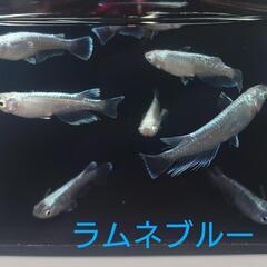 ラムネブルー（メダカ）６匹の画像