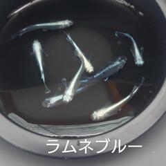 ラムネブルー（メダカ）６匹の画像