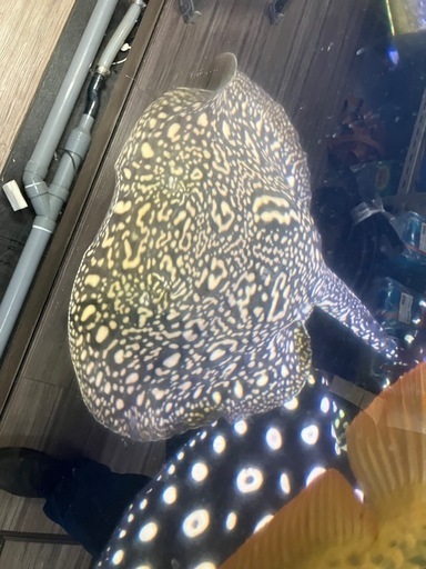 ダイヤモンドポルカHB 自家繁殖