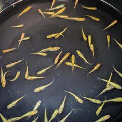 サンシャインメダカ。画像個体より7匹の画像