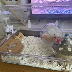 ハムスター-お決まりの画像
