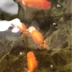らんちゅう 全国大会入賞系統も含まれます 1匹3000円〜の画像