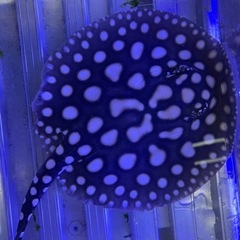 ダイヤモンドポルカSWC 自家繁殖の画像