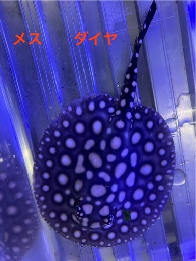 ダイヤモンドポルカSWC 自家繁殖