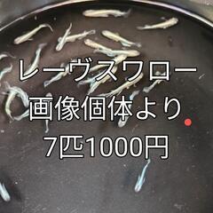 レーヴスワロー他の画像