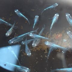 メダカの画像