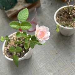 薔薇2本　南天一本の画像