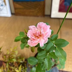 薔薇2本　南天一本の画像