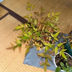 薔薇2本　南天一本の画像