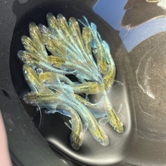 メダカ　エメキン　若魚　7匹　画像個体から　予約可能の画像