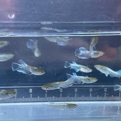 メダカ　エメキン　若魚　7匹　画像個体から　予約可能の画像