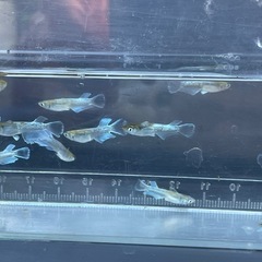 メダカ　エメキン　若魚　7匹　画像個体から　予約可能の画像