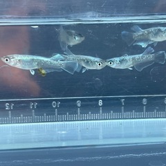 メダカ　マリアージュキッシングワイドフィン　若魚　画像全て　予約可能の画像