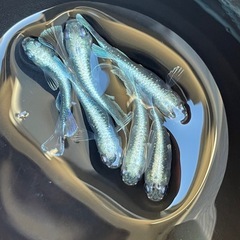 メダカ　マリアージュキッシングワイドフィン　若魚　画像全て　予約可能の画像