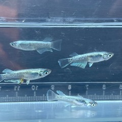 メダカ　マリアージュキッシングワイドフィン　若魚　画像全て　予約可能の画像