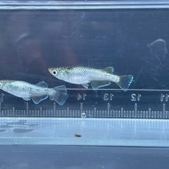 メダカ　オパール　オリジナル血統　光体型　ダルマ　予約可能の画像