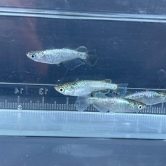 メダカ　オパール　オリジナル血統　光体型　ダルマ　予約可能の画像