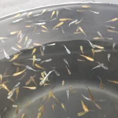 メダカ𓆛ミックス稚魚𓆛いっぱいの画像