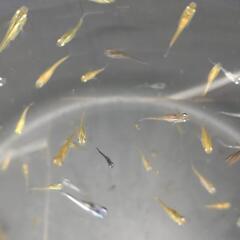 メダカ𓆛ミックス稚魚𓆛いっぱいの画像