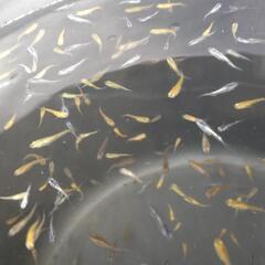 メダカ𓆛ミックス稚魚𓆛いっぱいの画像